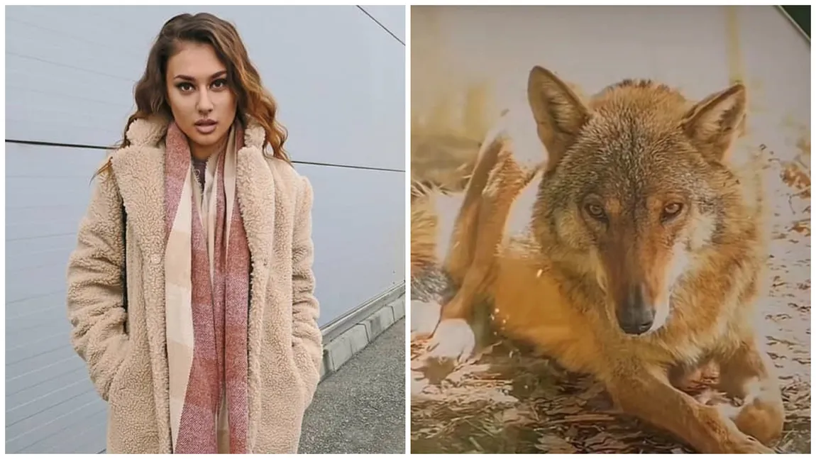 O româncă din Iași a adoptat o lupoaică! Tânăra este artistă și cheltuie în fiecare lună sute de euro pentru animalul sălbatic. ”M-am îndrăgostit”