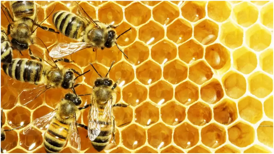 Ce fac albinele ca să își salveze puii de căldura extremă. Secretul dezvăluit de un apicultor