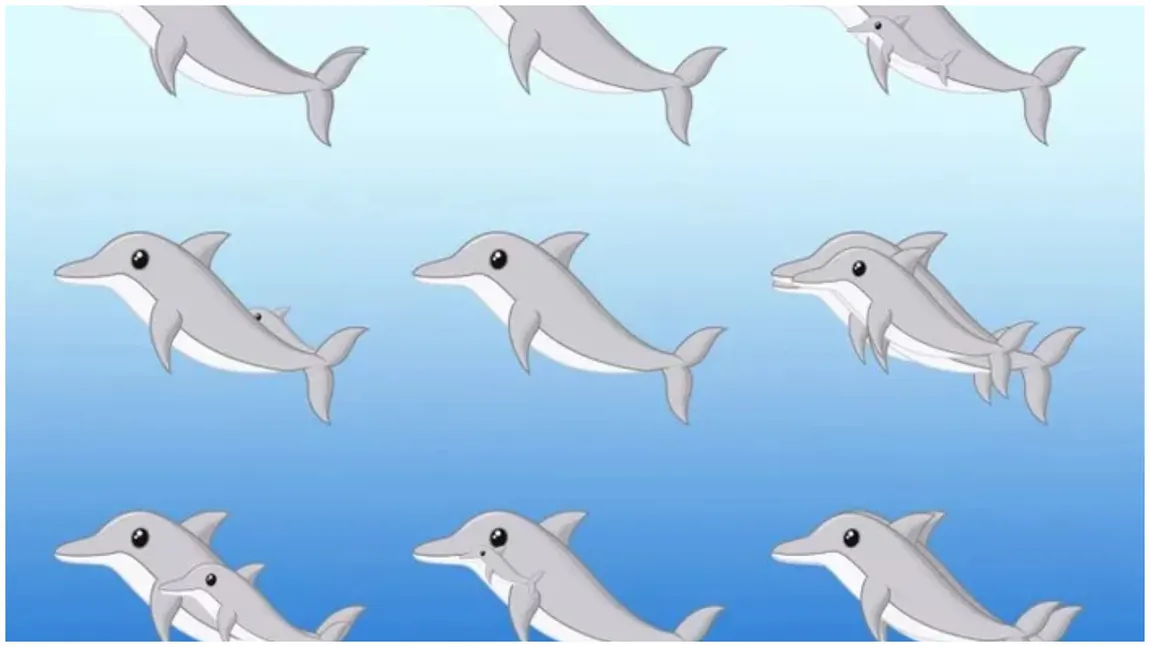 Test de iluzie optică. Descoperă câți delfini sunt în imagine