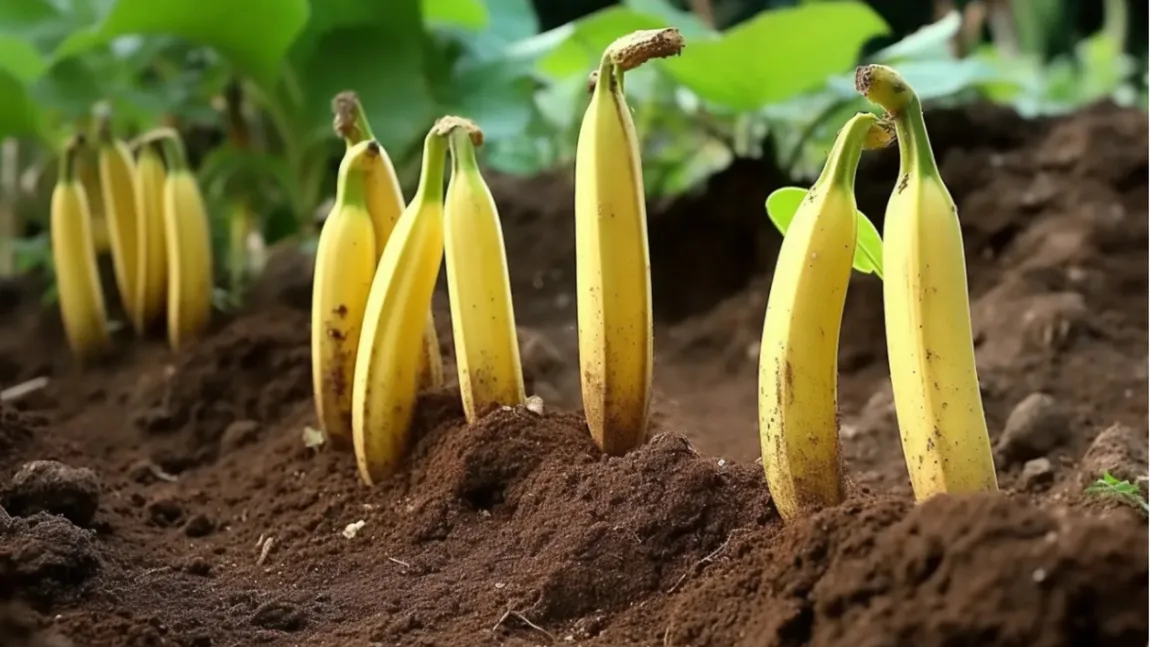 De ce e bine să plantezi banane în gradină. Vei fi surprins de rezultat