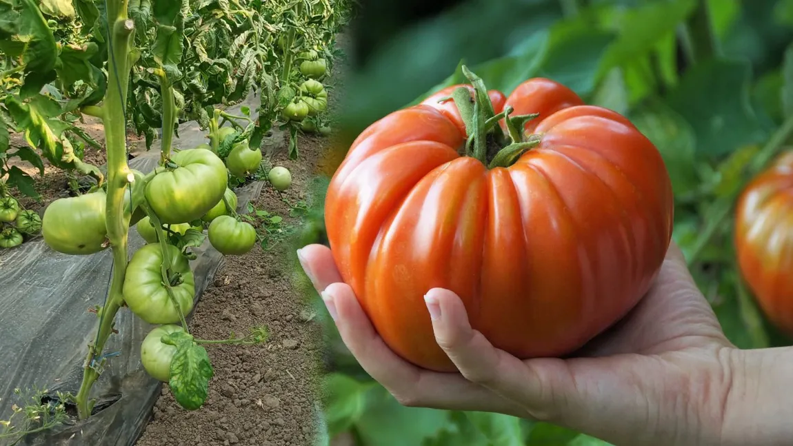 Roșii uriașe de grădină. Cinci secrete pentru o recoltă bogată de tomate mari, suculente și gustoase