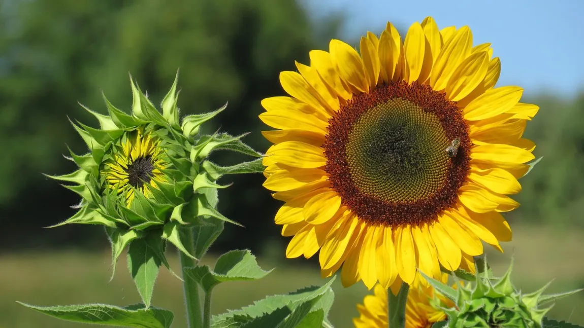 Șapte motive pentru care să plantezi floarea soarelui în grădina ta! Nici nu te-ai fi gândit la beneficiile oferite de această plantă