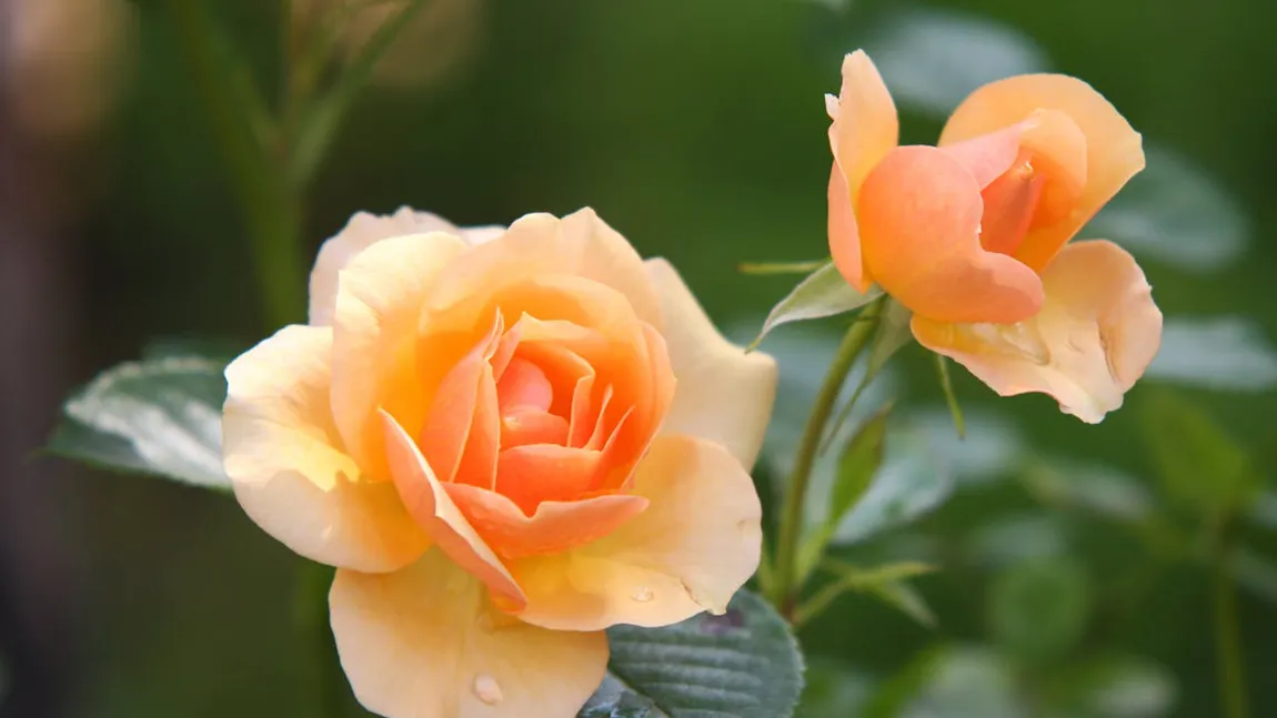 Trucurile simple prin care îți faci trandafirii din grădină să înflorească tot sezonul. De ce au nevoie cele mai admirate plante