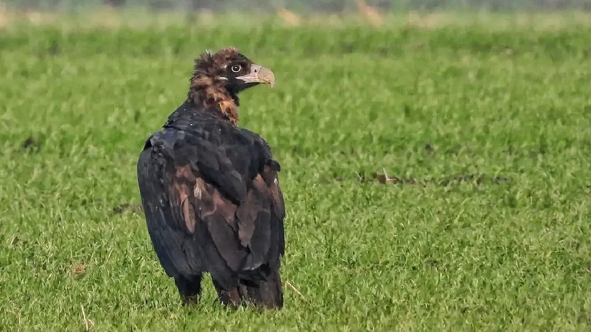 O pasăre pe care experții au crezut-o dispărută și-a făcut apariția pe teritoriul României. Este cel mare răpitor din Europa