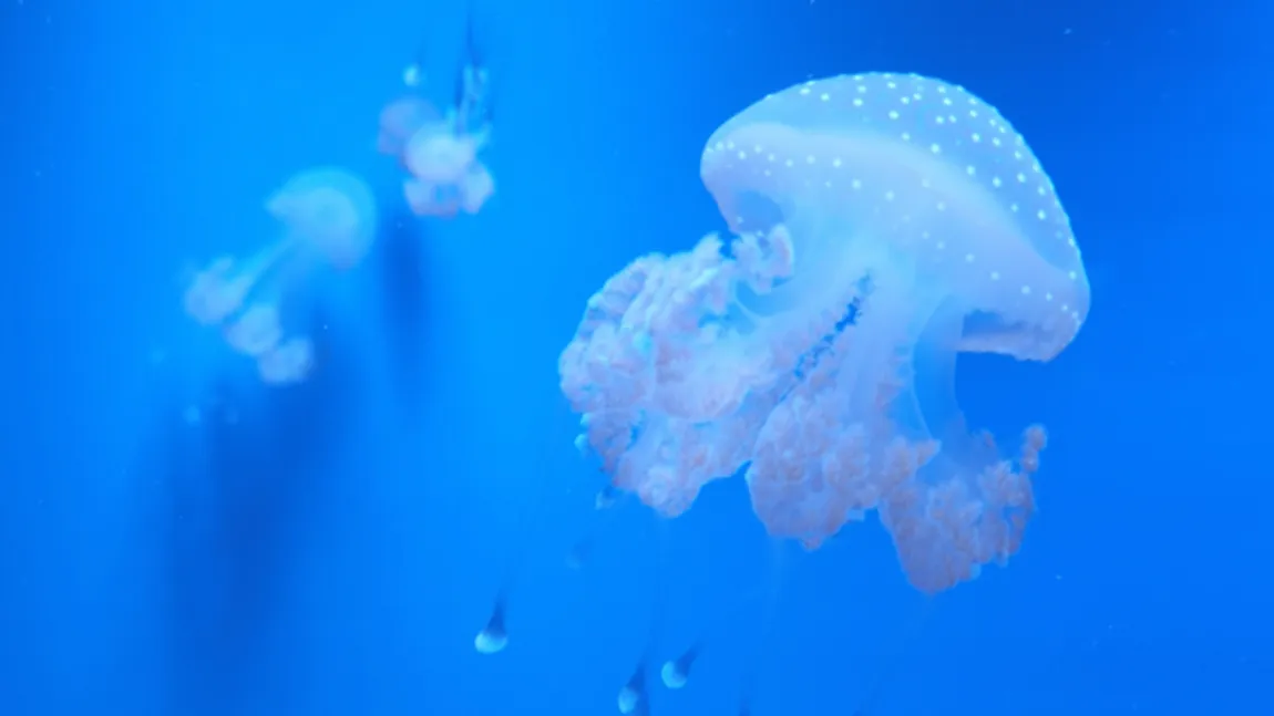 Ce poți să faci dacă ai fost înțepat de o meduză. Cele mai bune tratamente care te vor vindeca rapid și fără costuri mari