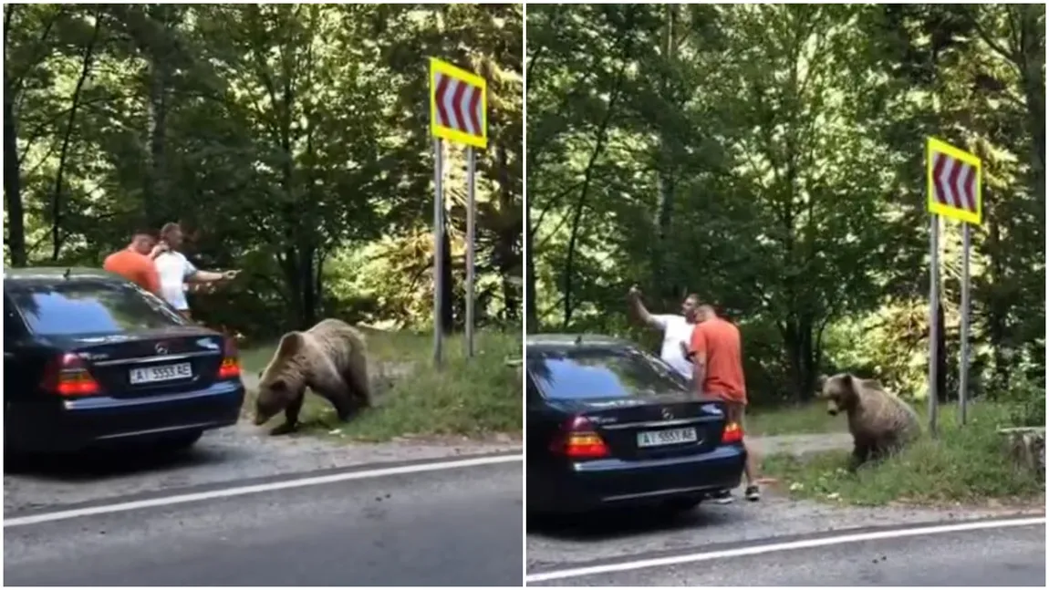 Doi bărbați, atacați de urs pe Transfăgărășan după ce l-au hrănit și s-au fotografiat cu el