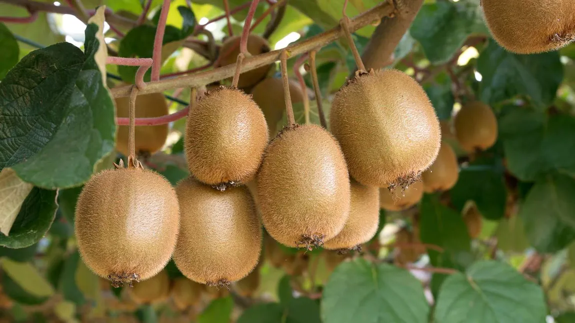 Un producător de smochine din România a decis să cultive și kiwi! Cum a ajuns să își dorească fructul tropical în curtea sa: „S-a cam umplut țara”