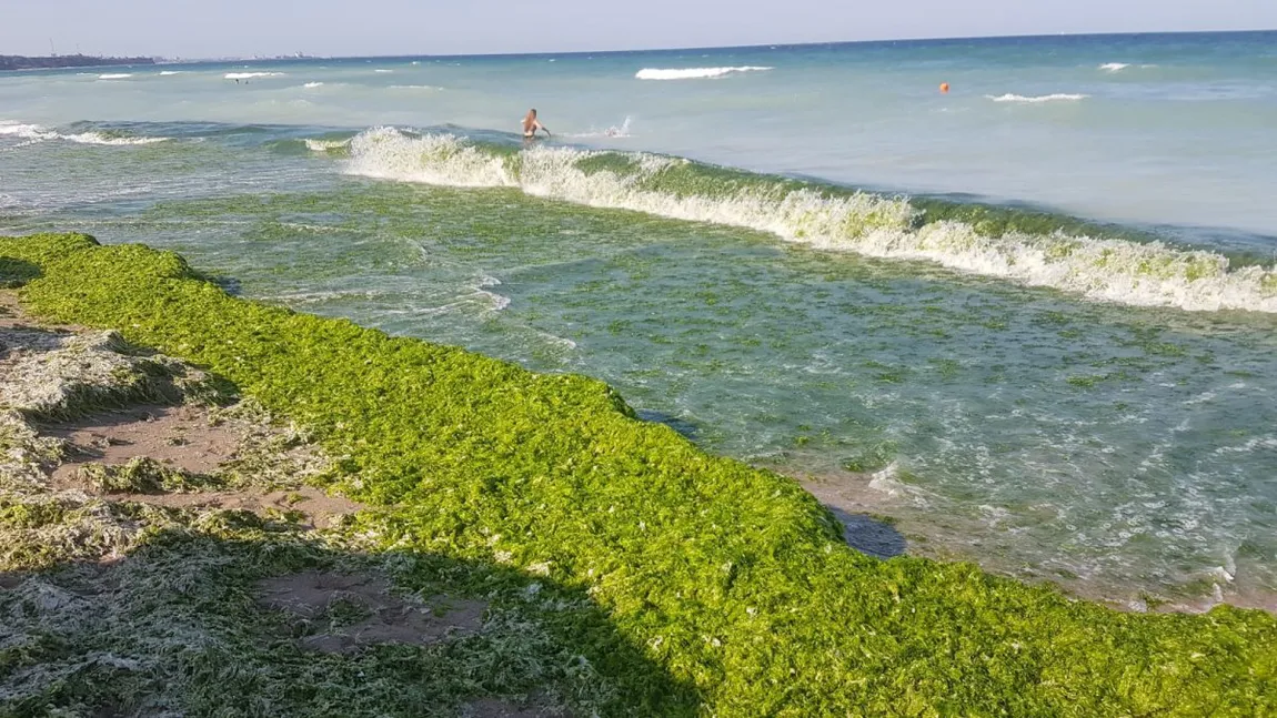 Dezamăgire uriașă pentru turiștii de pe litoralul românesc. Plajele sunt invadate de alge