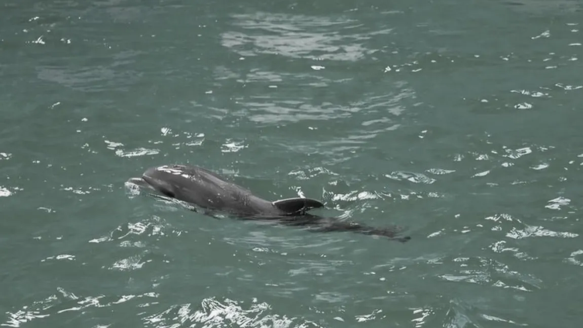 A murit primul pui de delfin născut în captivitate în România. Ce spun reprezentanții Delfinariului despre decesul lui Baby