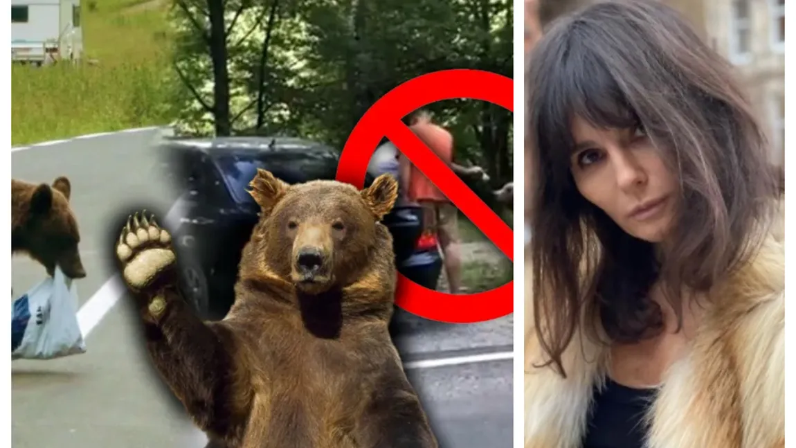 Dana Budeanu plimbă ursul pe Instagram şi dă de pământ cu guvernul Cioloş: 