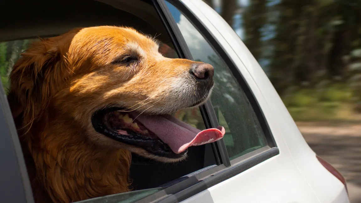 Cum trebuie transportate animalele de companie în maşină. Ce prevede legea şi cât sunt amenzile