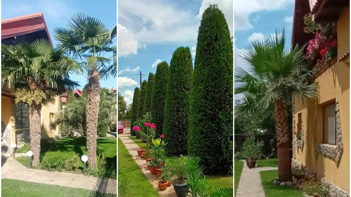 O grădină tropicală din Teleorman face furori pe internet. Cine este proprietarul și cum i-a venit ideea să planteze palmieri și bananieri: 
