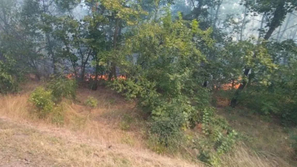 Incendiu de amploare în Brăila. 25 de hectare din pădurea Stejarul au fost cuprinse de flăcări