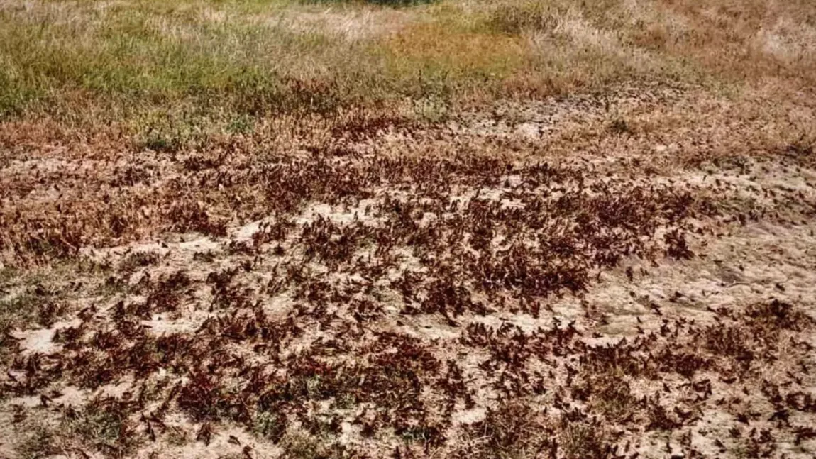 Invazie de lăcuste în Delta Dunării. Insectele sunt un adevărat pericol pentru culturile agricole