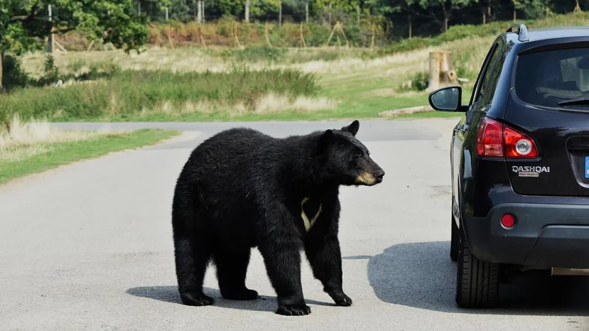 ALERTĂ de urs lângă Ploieşti. Animalul a fost văzut pe două străzi, iar autorităţile avertizează: 