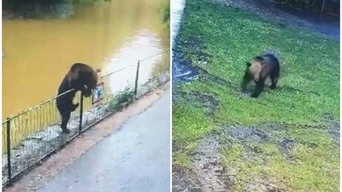 Un urs sălbatic a omorât o căprioară într-un parc Zoo din Târgu Mureș. A fost filmat cum se plimbă în timpul nopții VIDEO