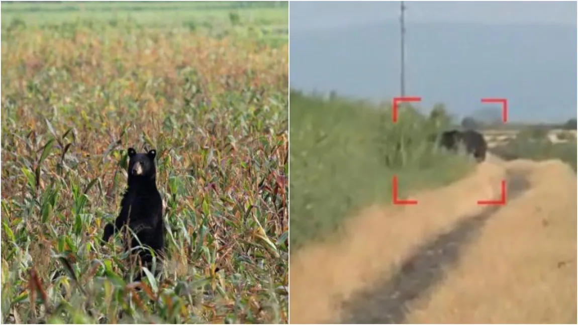 Panică în România din cauza urșilor! Doi soți din Bistrița au fost atacați de o ursoaică în lanul de porumb. ”Mie mi-a dat doar o labă pe spate”