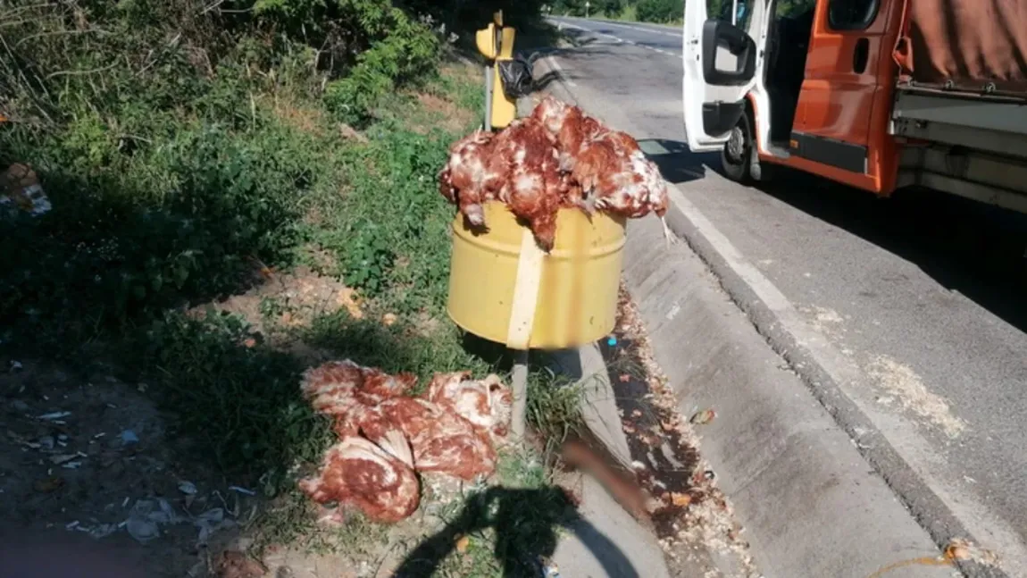 Imagini de groază în județul Sibiu. Sute de găini moarte au fost aruncate în mai multe parcări: „Erau în tomberoane. Sunt sute”. Direcția Sanitar Veterinară va demara o anchetă