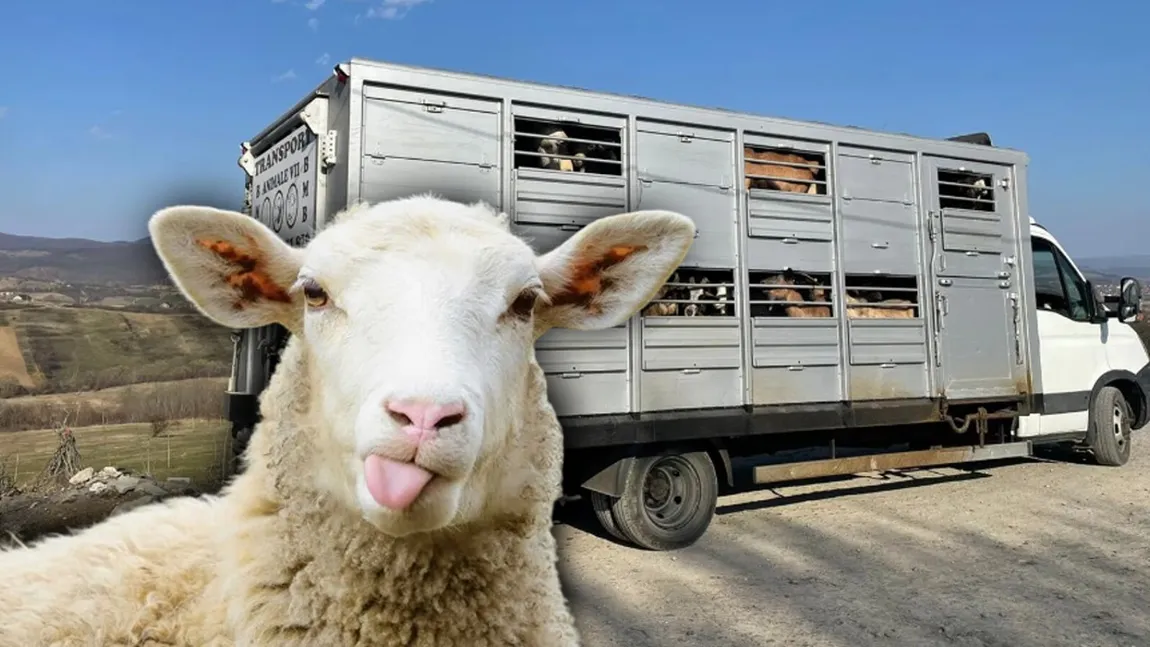 Controale în forță la transportul animalelor, în toată țara, din cauza Pestei Rumegătoarelor. Animalele fără document sanitar-veterinar sunt confiscate și ucise
