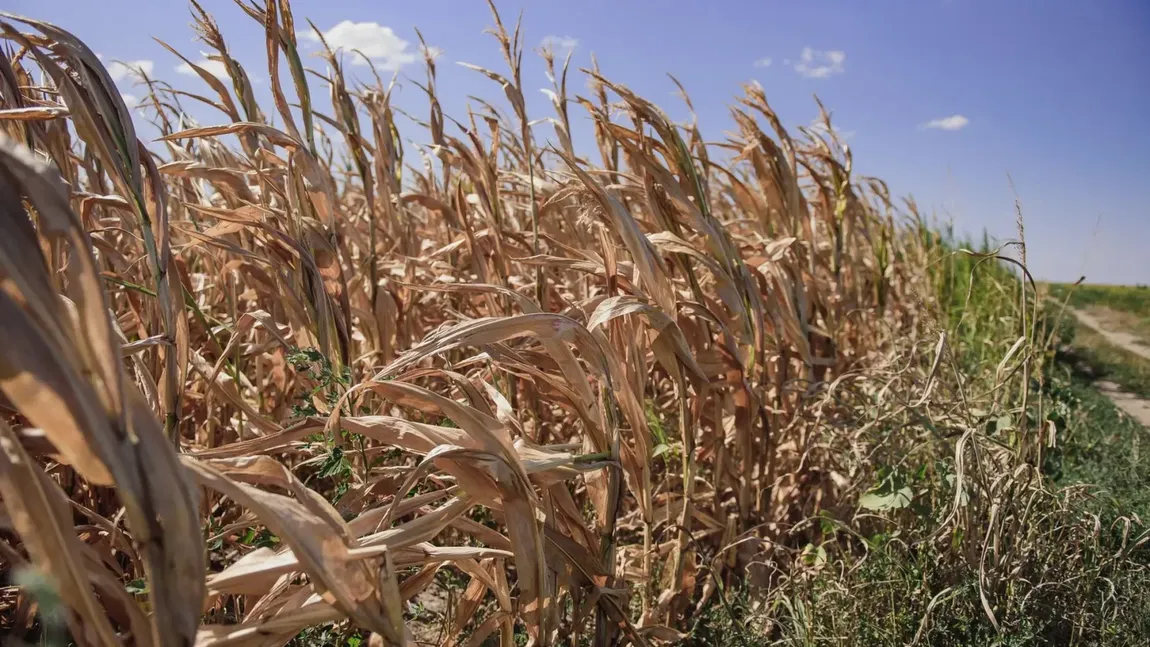 Veşti proaste pentru fermierii români chiar din partea Departamentului de Agricultură al SUA. Americanii prognozează o recoltă de porumb cu 2,2 milioane de tone mai mică decât estimaseră iniţial