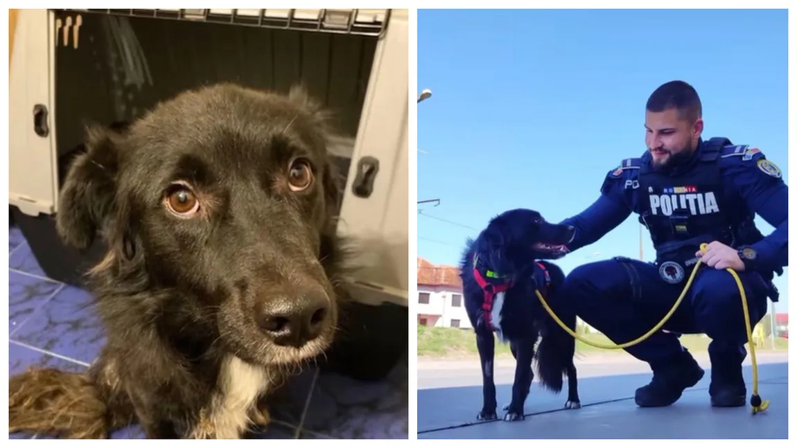 Povestea tristă a cățelului rămas fără stăpân pentru totdeauna. Polițiștii din Timiș l-au găsit cu ochii în lacrimi și îi caută o nouă familie
