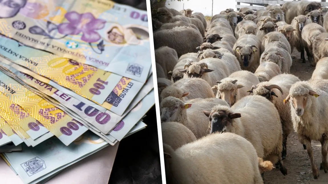 Ministrul Agriculturii solicită fonduri europene pentru crescătorii de oi afectați de pesta micilor rumegătoare