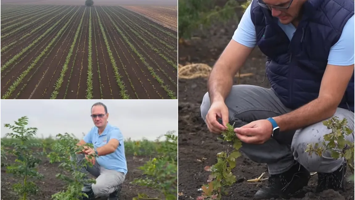Un arădean a făcut primul pas către combaterea efectelor încălzirii globale. A plantat zeci de hectare de pădure: 