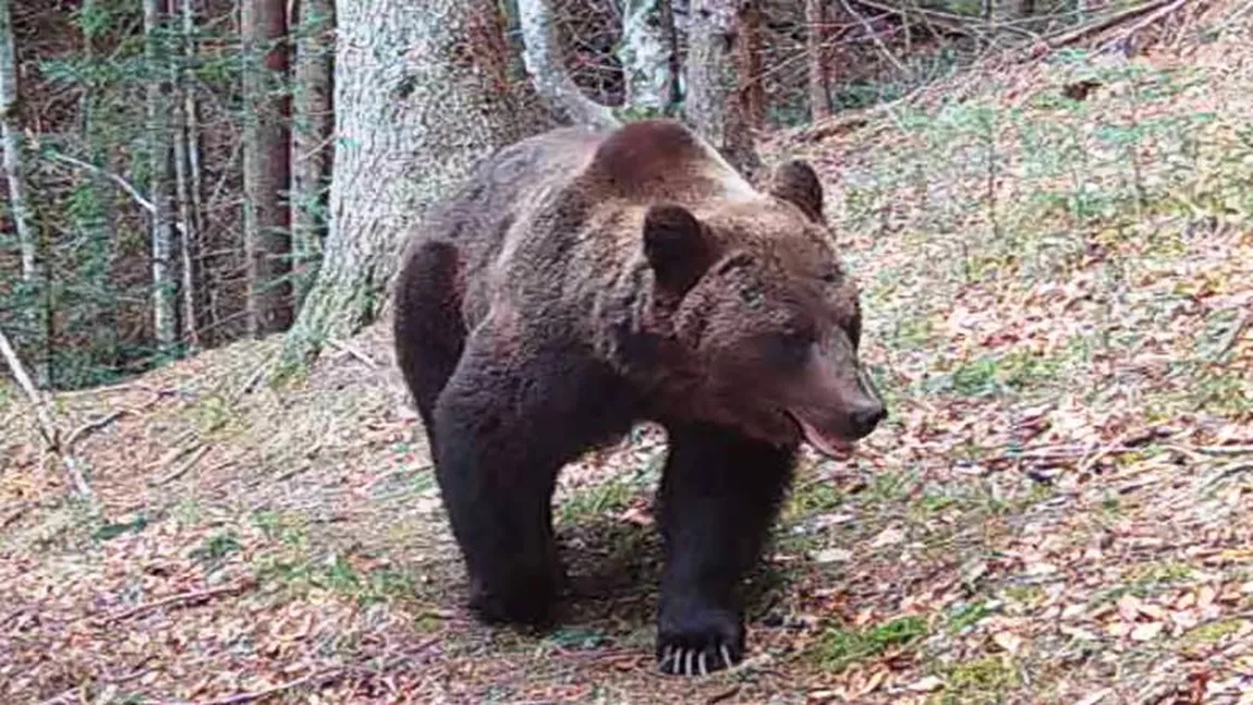 Un urs prins în laţ a fost împuşcat de paznicul de vânătoare după ce acesta s-a eliberat şi a atacat echipa de intervenţie