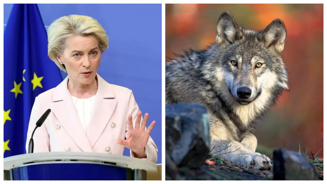 Uniunea Europeană aprobă uciderea lupilor. Măsura a fost luată la cererea crescătorilor de animale
