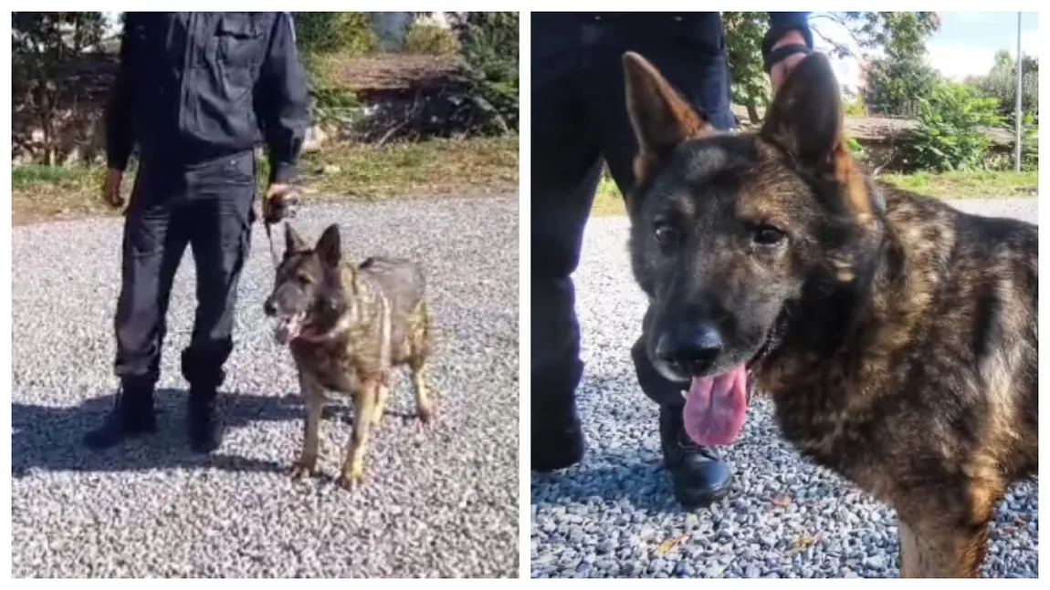 Luc, câinele erou al Jandarmeriei Române, a ieșit la pensie la vârsta de 10 ani. Acum, se caută un stăpân iubitor pentru patruped