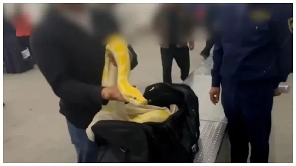 Un pasager a încercat să călătorească în bagajul de mână cu un piton. Ce s-a întâmplat când l-au descoperit ofițerii vamali