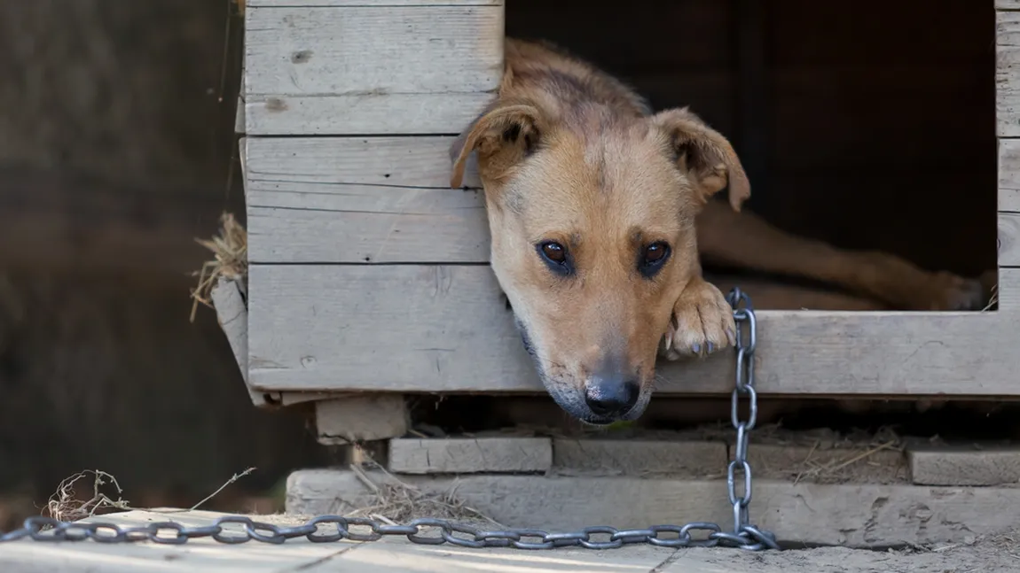 Toți proprietarii cu animale de companie, care stau la curte, trebuie să știe asta. Este complet interzis la câini