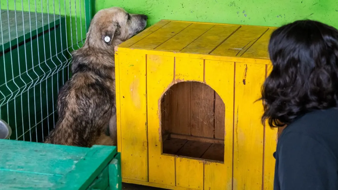 Câinele care suferă de o depresie cruntă. Mișu stă ore întregi cu fața la perete, în cel mai ascuns colț: 