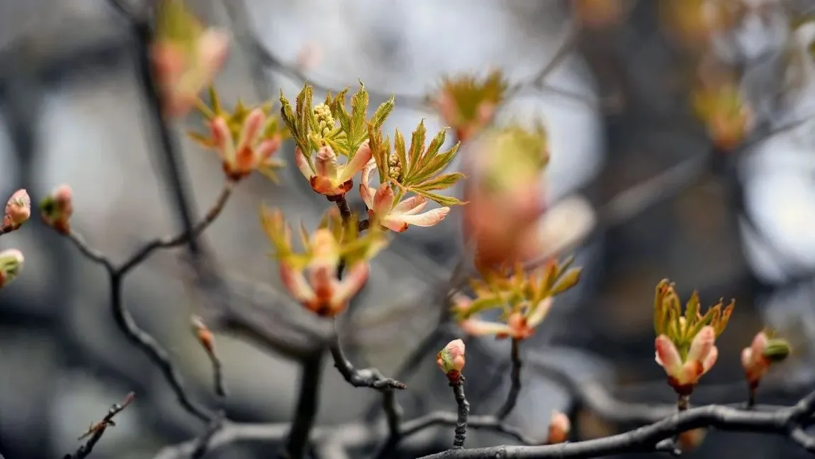 Vremea caldă dă peste cap fluxul normal al vegetației. Au înflorit castanii în octombrie