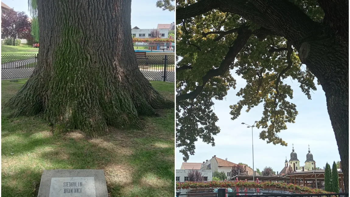 Unde se află copacul din România care are peste 600 de ani. Falnicul stejar a fost martor mut al nenumăratelor evenimente care au marcat istoria țării