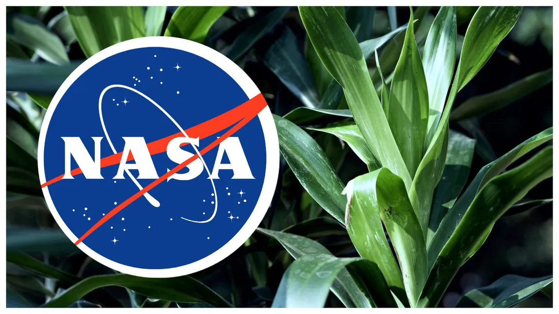 Planta recomandată de NASA pentru purificarea aerului. E ieftină, se udă la o săptămână și oferă beneficii mari pentru sănătate