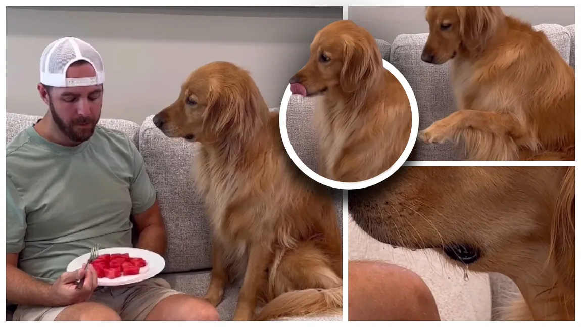 Experimentul adorabil care a devenit viral. S-a prefăcut că doarme, în timp ce câinele saliva uitându-se la mâncarea lui: „Să văd dacă fură”