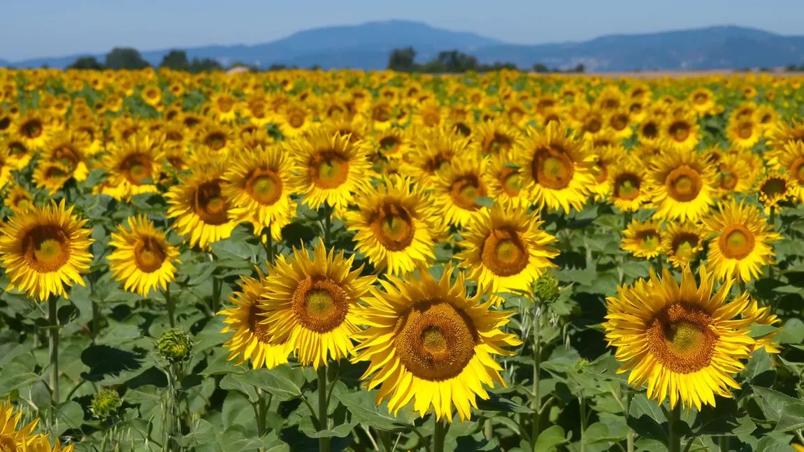 Descoperire senzațională pentru viitorul agriculturii. La Cluj-Napoca au fost crescute rădăcini de floarea-soarelui mai rezistente la secetă!
