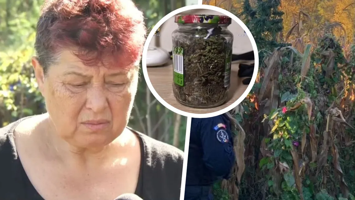 Femeie de 70 de ani din Argeș, cercetată pentru trafic de droguri după ce a fost prinsă cu marijuana în grădină: „Nu le-am jumulit că îmi plăcea cum miroseau”