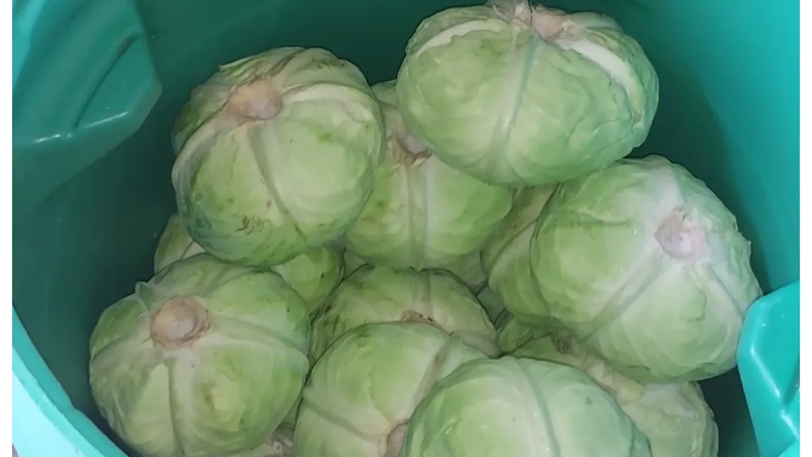 Rețetă varză murată. Câtă sare trebuie să pui ca să-ți iasă perfect