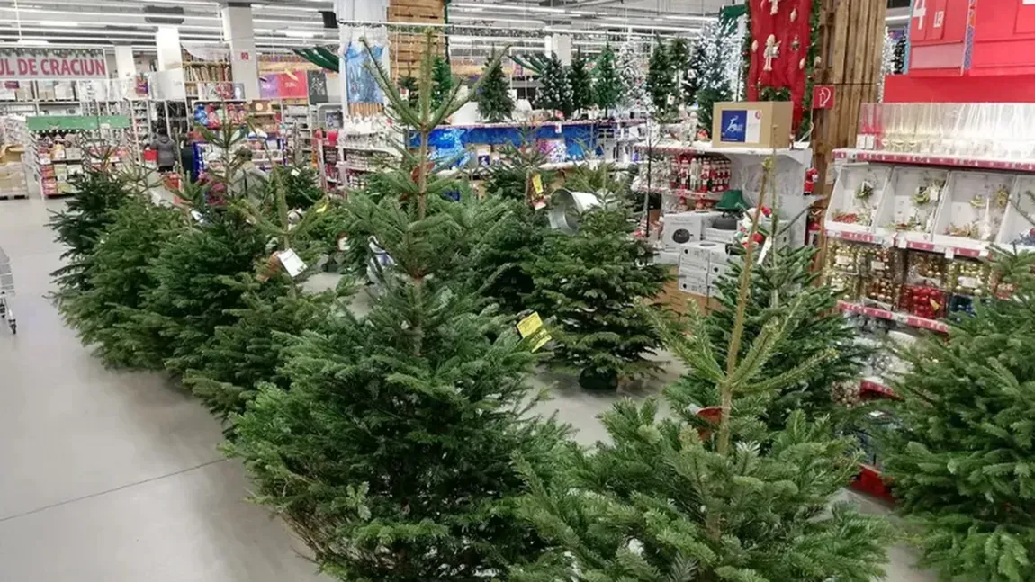 Cât costă brazii de Crăciun în 2024. Câți bani trebuie să dai pe un brad natural sau artificial. Preţul ireal din magazine