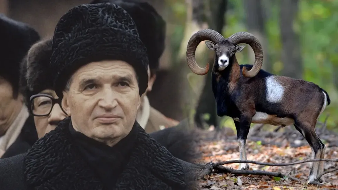 Animalul care nu are ce căuta în România, dar pe care Ceaușescu și-a dorit nespus să-l vâneze fără să meargă în străinătate