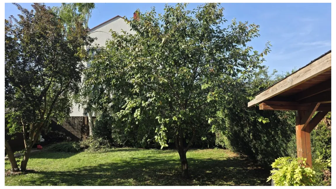 Copacul pe care trebuie să-l plantezi iarna. Este superb și oricine și-ar dori să-l aibă în curte