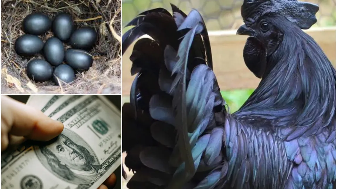Găina care costă mii de euro. Ce are particular rasa ”ayam cemani”, supranumită și „Puiul Lamborghini” 