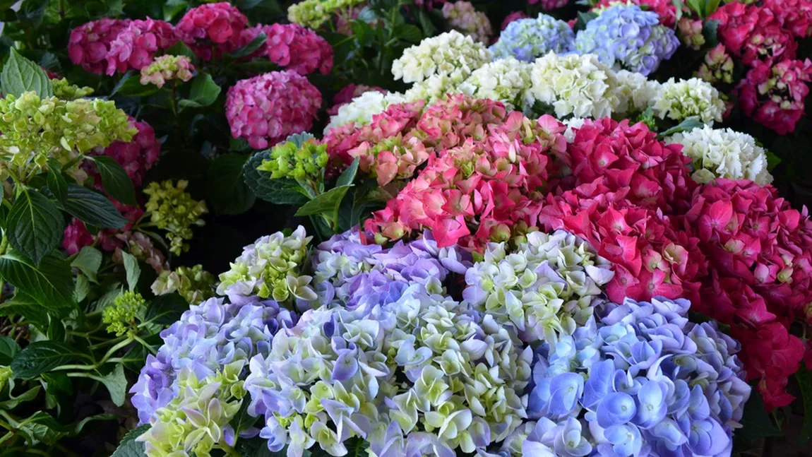 Cum să ai grijă de hortensii. Soluția care ajută planta pentru a face flori sănătoase și frumoase