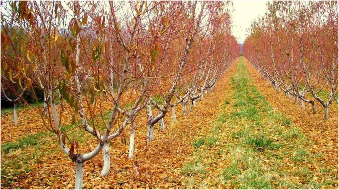 Amenzi usturătoare pentru românii care fac un gest banal în grădină sau livadă. Autoritățile au în plan măsuri dure