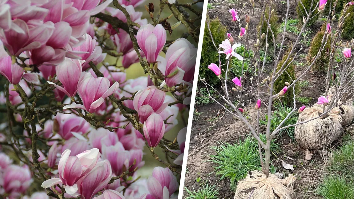 Când se plantează magnolia. Instrucțiuni pentru pregătirea solului și condițiile de mediu necesare plantării