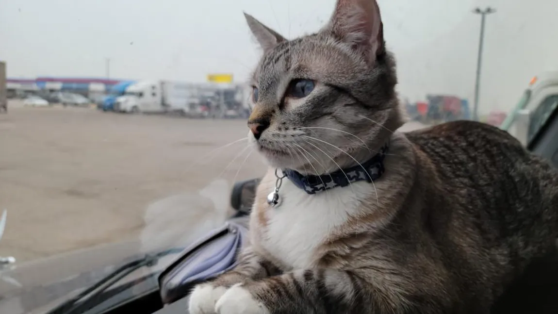 Motanul camionagiu a devenit viral pe Internet. Grayson a fost adoptat de doi soți, după a fost găsit singur într-o parcare: 