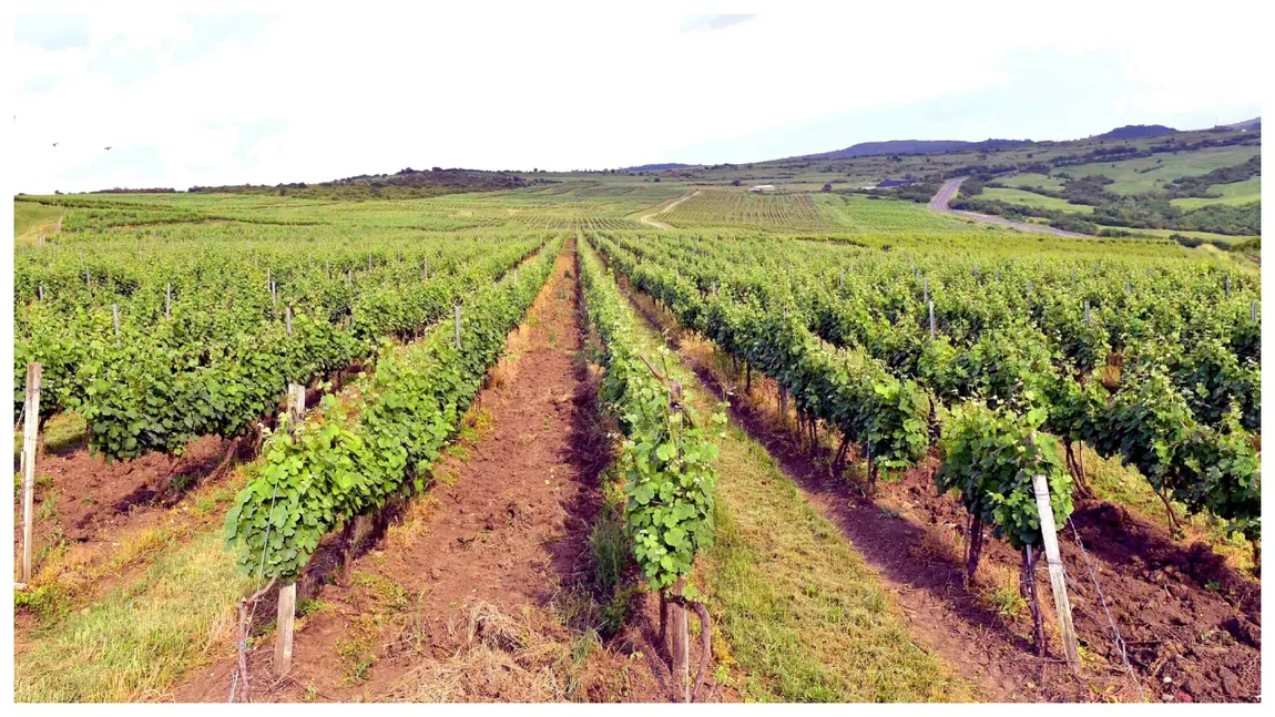 Proprietarii de terenuri sunt direct vizați. Ordinul Ministerului Agriculturii introduce noi reguli pentru aceștia