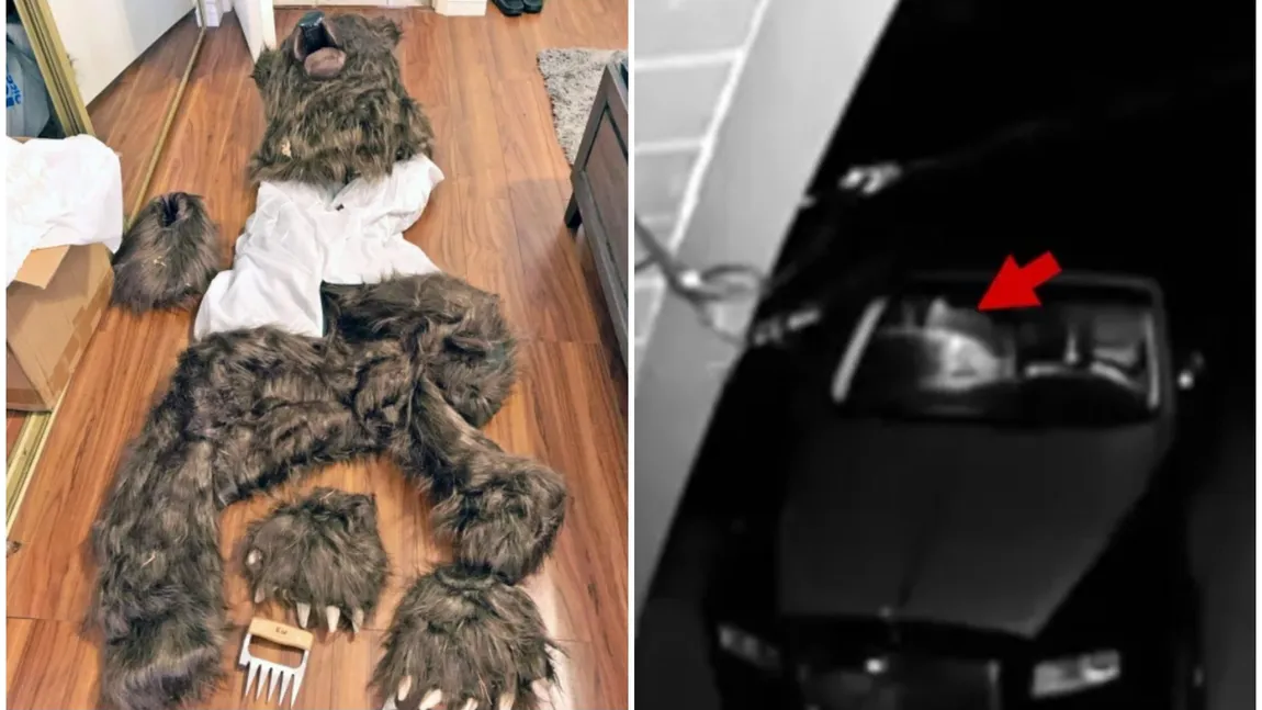 Patru bărbați costumați în urși și-au distrus mașinile de lux. Motivul halucinant pentru care au făcut asta